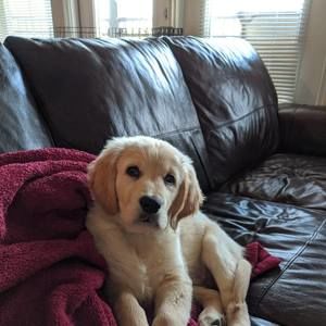 Meet your Posher, Albert